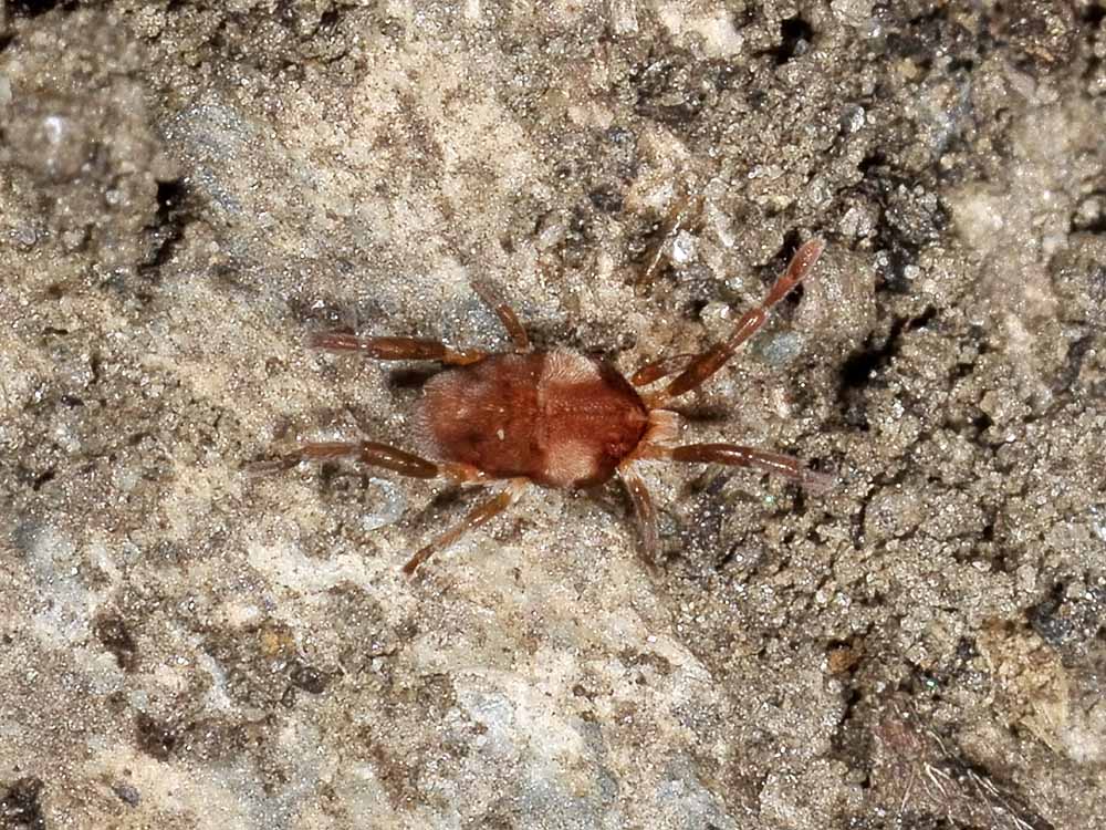 Leptus trimaculatus?
